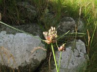 Allium oleraceum 15, Moeslook, Saxifraga-Rutger Barendse