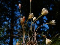 Allium oleraceum 18, Moeslook, Saxifraga-Ed Stikvoort