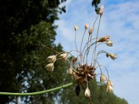 Allium oleraceum 21, Moeslook, Saxifraga-Ed Stikvoort