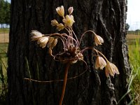 Allium oleraceum 23, Moeslook, Saxifraga-Ed Stikvoort