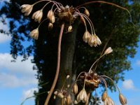 Allium oleraceum 26, Moeslook, Saxifraga-Ed Stikvoort