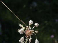 Allium oleraceum 3, Moeslook, Saxifraga-Jan van der Straaten