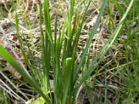 Allium oleraceum 31, Moeslook, Saxifraga-Rutger Barendse