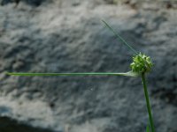 Allium oleraceum 4, Moeslook, Saxifraga-Willem van Kruijsbergen