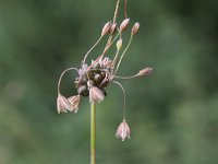 Allium oleraceum 7, Moeslook, Saxifraga-Peter Meininger