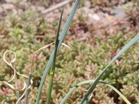 Allium oleraceum 8, Moeslook, Saxifraga-Rutger Barendse