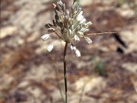 Allium pallens 2, Saxifraga-Inigo Sanchez