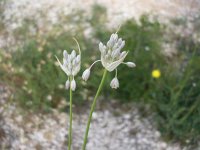 Allium pallens 3, Saxifraga-Jasenka Topic