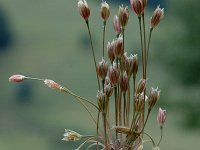 Allium paniculatum 1, Saxifraga-Jan van der Straaten