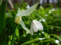 Allium paradoxum 2, Armbloemig look, Saxifraga-Ed Stikvoort