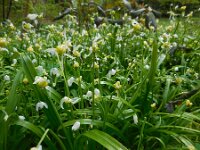 Allium paradoxum 4, Armbloemig look, Saxifraga-Ed Stikvoort