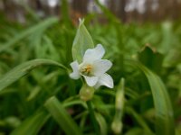 Allium paradoxum 5, Armbloemig look, Saxifraga-Ed Stikvoort