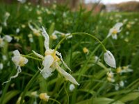 Allium paradoxum 7, Armbloemig look, Saxifraga-Ed Stikvoort