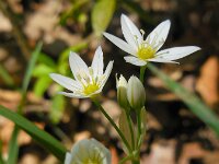 Allium pendulinum 4, Hangende look, Saxifraga-Ed Stikvoort