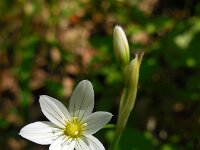 Allium pendulinum 6, Hangende look, Saxifraga-Ed Stikvoort
