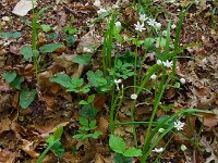 Allium pendulinum 7, Hangende look, Saxifraga-Ed Stikvoort