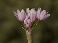 Allium roseum 12, Saxifraga-Willem van Kruijsbergen