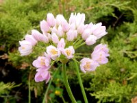 Allium roseum 13, Roze look, Saxifraga-Peter Meininger