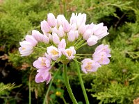 Allium roseum 13, Saxifraga-Peter Meininger