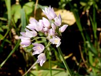 Allium roseum 15, Saxifraga- Peter Meininger
