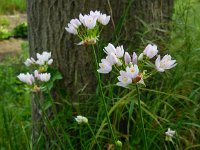 Allium roseum 16, Saxifraga-Ed Stikvoort