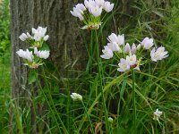 Allium roseum 18, Roze look, Saxifraga-Ed Stikvoort