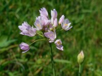 Allium roseum 19, Roze look, Saxifraga-Ed Stikvoort