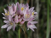 Allium roseum 2, Roze look, Saxifraga-Jan van der Straaten