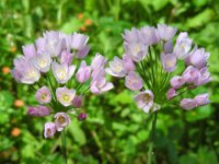 Allium roseum 20, Roze look, Saxifraga-Ed Stikvoort