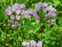 Allium roseum 21, Roze look, Saxifraga-Ed Stikvoort