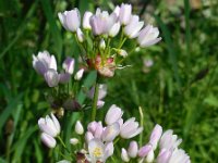 Allium roseum 22, Saxifraga-Ed Stikvoort