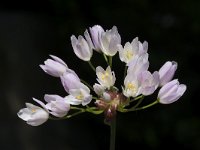 Allium roseum 23, Saxifraga-Willem van Kruijsbergen