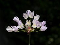 Allium roseum 24, Saxifraga-Willem van Kruijsbergen