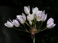 Allium roseum 25, Roze look, Saxifraga-Willem van Kruijsbergen