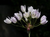 Allium roseum 25, Saxifraga-Willem van Kruijsbergen
