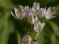 Allium roseum 28, Roze look, Saxifraga-Jan van der Straaten