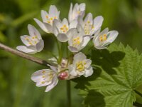 Allium roseum 29, Roze look, Saxifraga-Jan van der Straaten