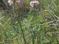 Allium roseum 5, Roze look, Saxifraga-Piet Zomerdijk