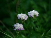 Allium roseum 6, Roze look, Saxifraga-Dirk Hilbers