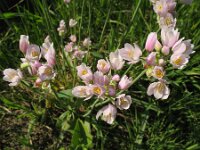 Allium roseum 7, Roze look, Saxifraga-Rutger Barendse