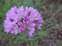 Allium roseum 8, Roze look, Saxifraga-Rutger Barendse