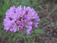 Allium roseum 8, Saxifraga-Rutger Barendse