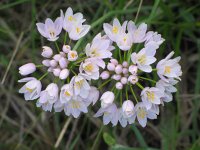 Allium roseum 9, Saxifraga-Jasenka Topic
