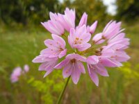 Allium roseum 17, Saxifraga-Ed Stikvoort