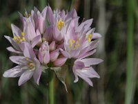 Allium roseum 2, Saxifraga-Jan van der Straaten