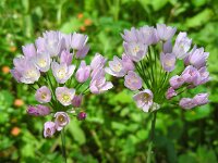 Allium roseum 20, Saxifraga-Ed Stikvoort