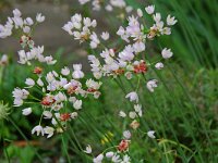 Allium roseum 3, Saxifraga-Willem van Kruijsbergen