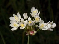 Allium roseum 4, Saxifraga-Willem van Kruijsbergen