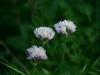Allium roseum 6, Saxifraga-Dirk Hilbers