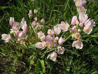 Allium roseum 7, Saxifraga-Rutger Barendse